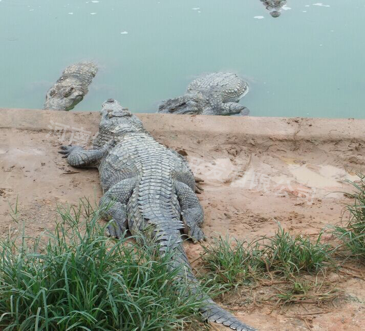 鳄鱼，鳄鱼肉，鳄鱼苗，鳄鱼价格